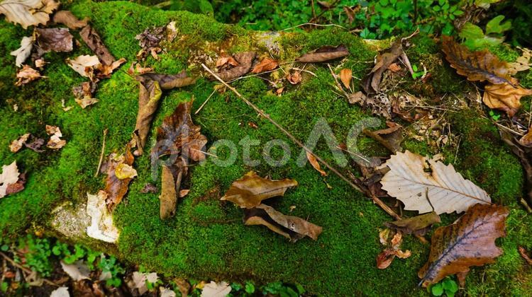お洒落な苔と枯葉のテクスチャ 苔,枯葉,お洒落の写真素材