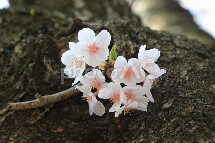 幹に咲く桜花(東京・町田市内にて) ソメイヨシノ,桜,満開の写真素材
