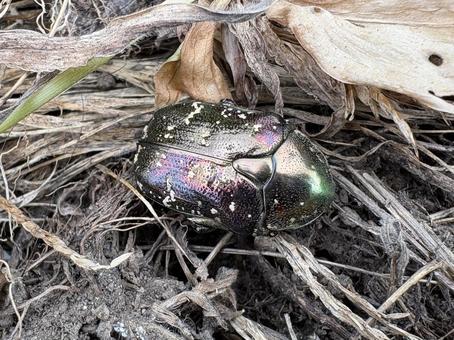 シロテンハナムグリ 01 シロテンハナムグリ 01 白点花潜,シロテンハナムグリ,甲虫の写真素材