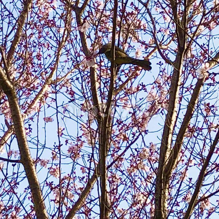 桜の木と鳥と青空 桜,木,桜の木の写真素材