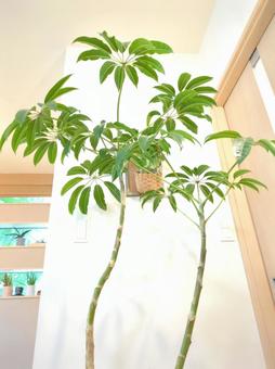 観葉植物 ツピタンサス 10号鉢 観葉植物 ツピタンサス 10号鉢 観葉植物,ツピタンサス,10号鉢の写真素材