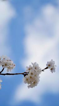 きれいな桜 きれいな桜の写真