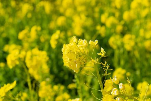 春の黄色い菜の花畑 春の黄色い菜の花畑 菜の花,春,菜の花畑の写真素材