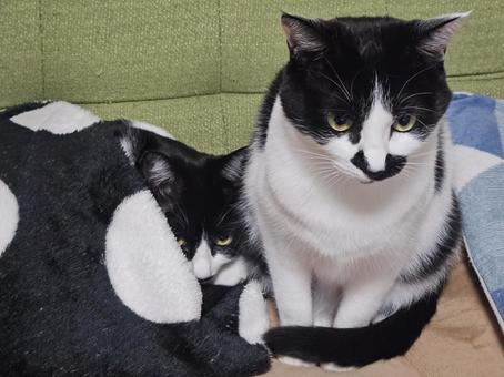 睨んでくる姉妹ハチワレ猫 睨んでくる姉妹ハチワレ猫 猫,動物,ペットの写真素材
