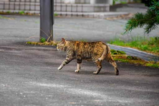 猫(140) 猫(140)の写真