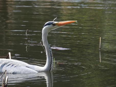 池に浮かぶアオサギ 池に浮かぶアオサギ アオサギ,サギ,野鳥の写真素材