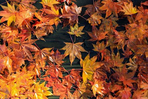 ベンチの上の紅葉の写真