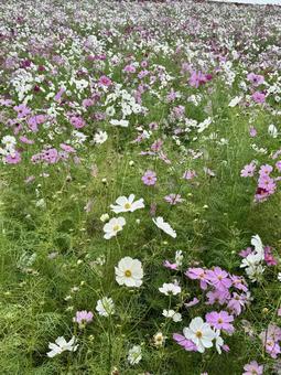 Photo, hitachinaka seaside park, cosmos, hippo park, 