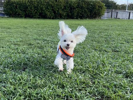ドッグランの犬 ドッグランの犬 犬,マルチーズ,芝生の写真素材