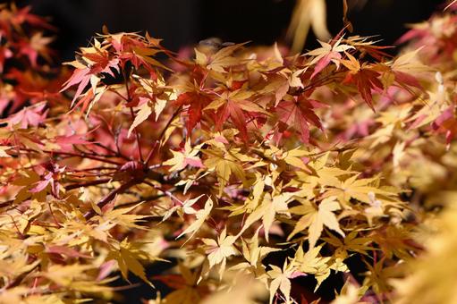 モミジ 17の写真