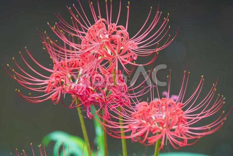 鮮やかで美しい彼岸花 彼岸花,曼珠沙華,草花の写真素材