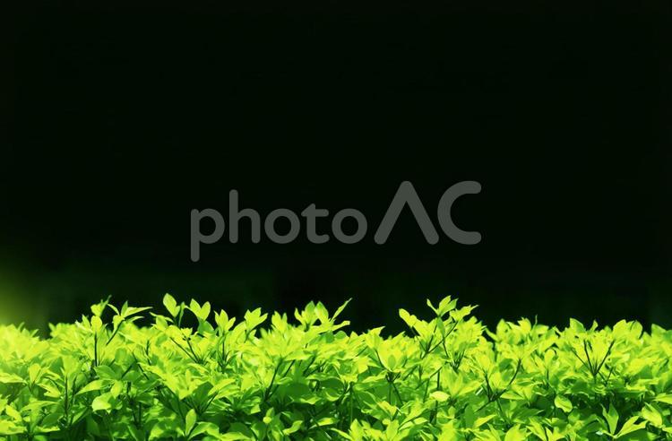下段にライトアップされた緑色の植物が有る背景画像 背景,夜,黒の写真素材