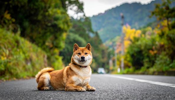柴犬 柴犬の写真