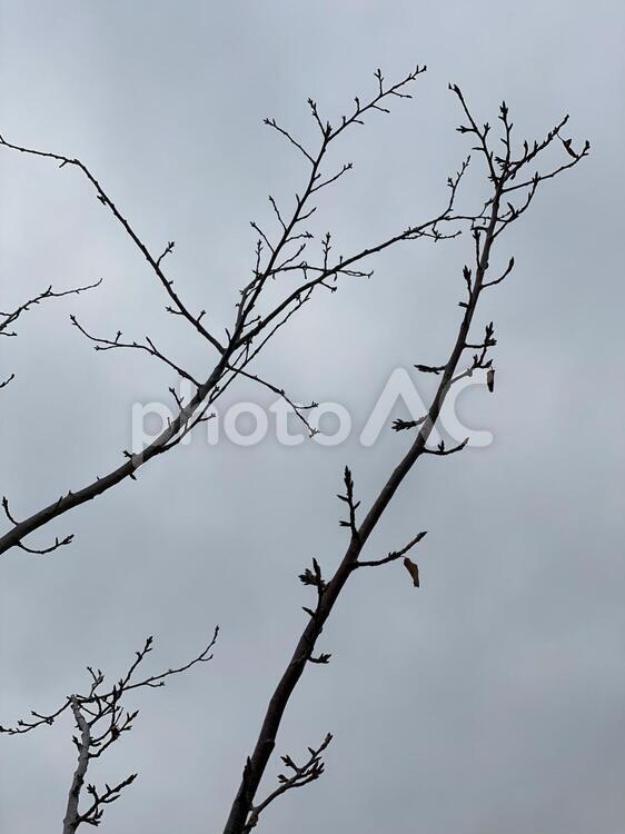 枯れ木 木,鳥,冬の写真素材