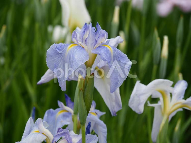 ハナショウブ＜江戸系・水の花＞ ハナショウブ,しょうぶ,花の写真素材