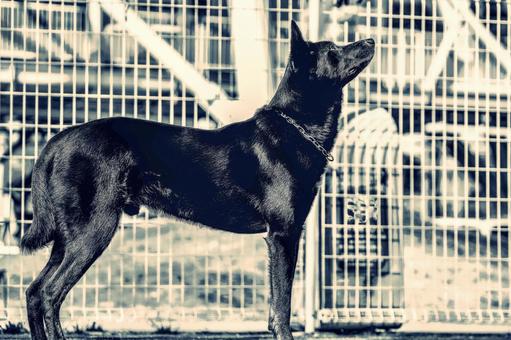 黒いワンコ 黒いワンコ 犬,黒い犬,大型犬の写真素材