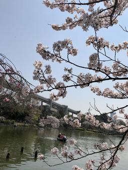 桜の枝越しに見える池とボートの風景 桜の枝越しに見える池とボートの風景 桜,さくら,春の写真素材