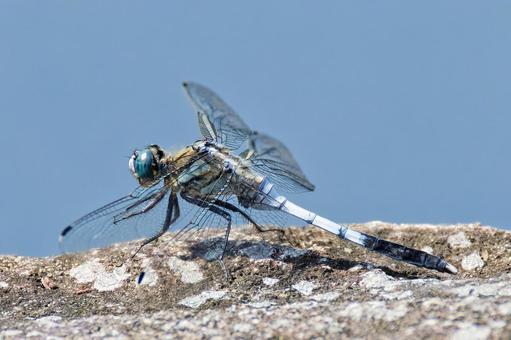 A male common skimmer resting on a stone, JPG A male common skimmer resting on a stone, JPG