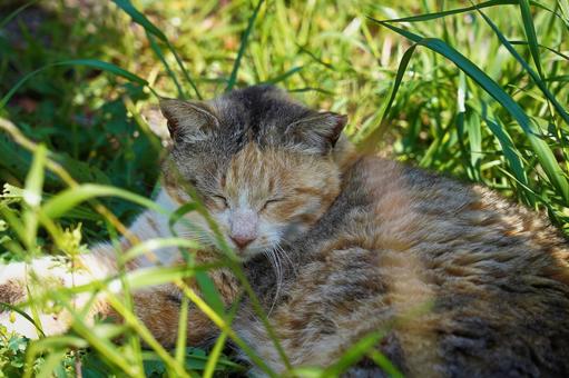 草むらでお休み中の猫ちゃん ねこ,猫,生き物の写真素材