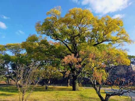 紅葉 福岡,福岡城,晩秋の写真素材