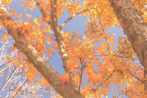 紅葉 紅葉の写真