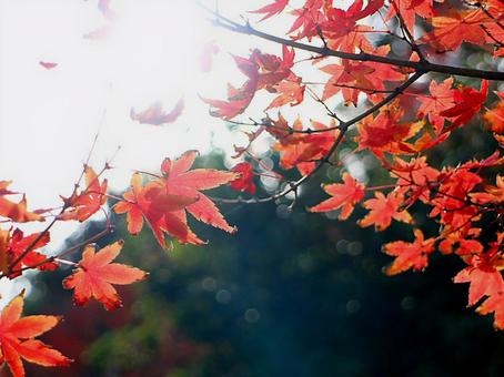 日本の紅葉 こうよう,もみじ,モミジの写真素材