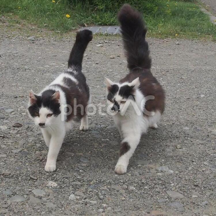 野良猫の探検 ねこ,ふわふわ,ネコの写真素材