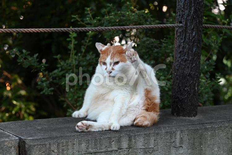 京都　哲学の道の猫ちゃん達  ⑧ さくら耳,去勢,カット耳の写真素材