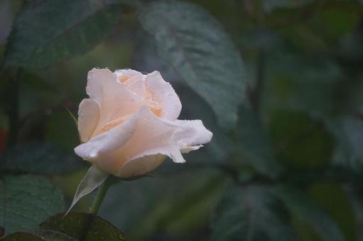 薔薇 薔薇の写真