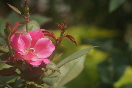 薔薇 薔薇の写真