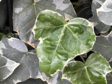 Photo, leaf, outdoors, zoom, 