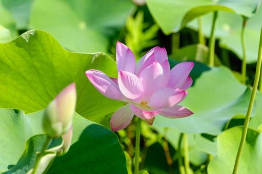 緑に映える濃い桃色の蓮の花 緑に映える濃い桃色の蓮の花 蓮,花,蓮の花の写真素材