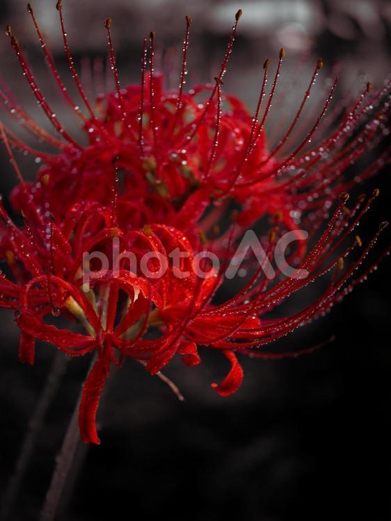 彼岸花(モノクロ) 彼岸花,ヒガンバナ,曼珠沙華の写真素材