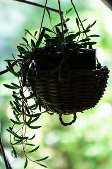 明るい窓を背景にしたハンギング観葉植物 ハンギング,観葉植物,グリーンの写真素材