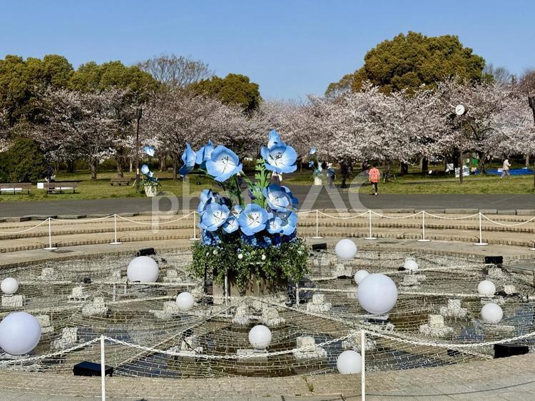 春の舎人公園 花見,桜,サクラの写真素材