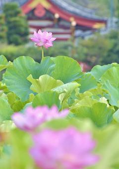 Ohga lotus of Shinobazu Pond, JPG