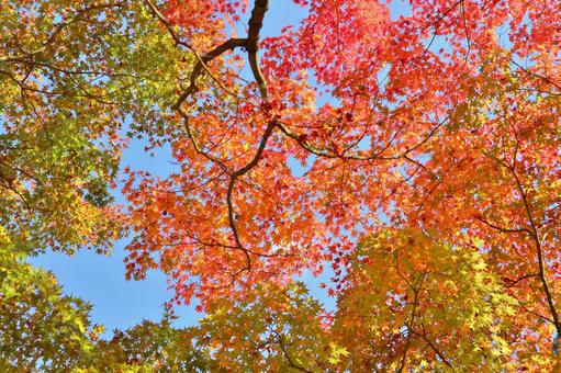 Autumn leaves maple maple sky autumn Autumn leaves maple maple sky autumn