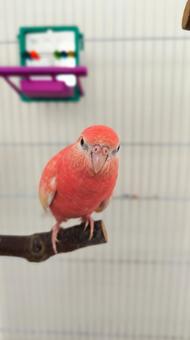 アキクサインコ アキクサインコの写真