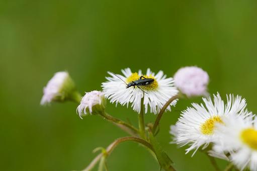 Longhorn beetle and buttercup, JPG