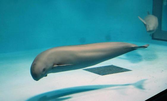 のびのび泳ぐ のびのび泳ぐ 生き物,哺乳類,スナメリの写真素材