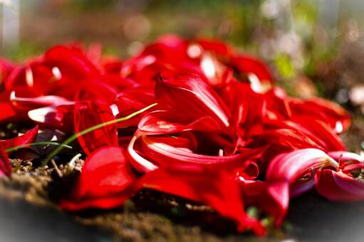 ダリア ダリア,花,秋の花の写真素材