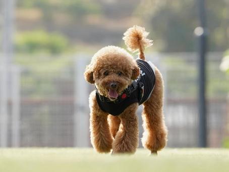 トイプーのポートレート 犬,トイプードル,トイプーの写真素材
