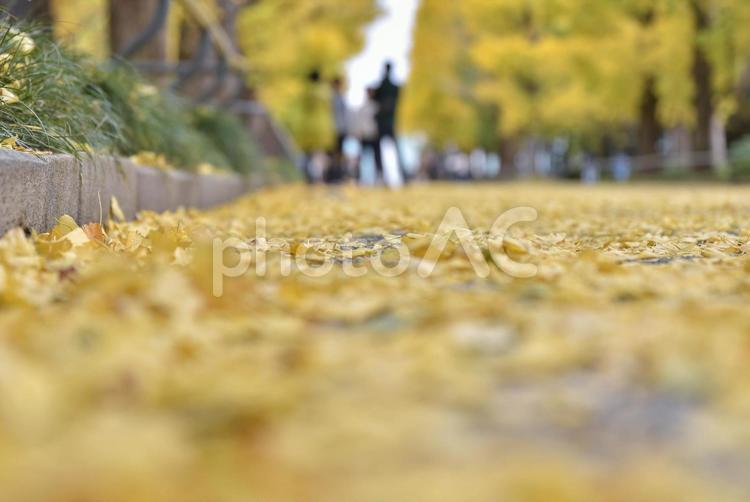 落ち葉　銀杏並木 自然,風景,屋外での写真素材