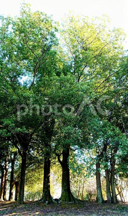 公園の大きな木 (物語),はれ,みどりの写真素材