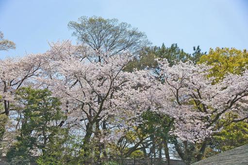 桜 桜の写真