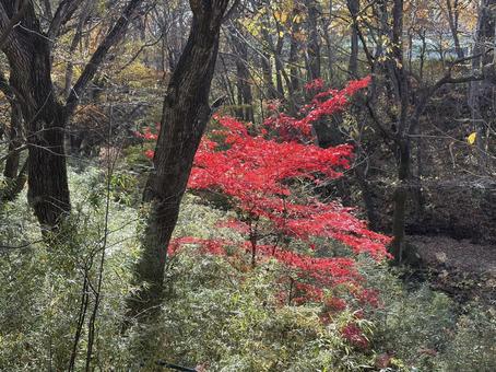 紅葉 木,綺麗,秋の写真素材
