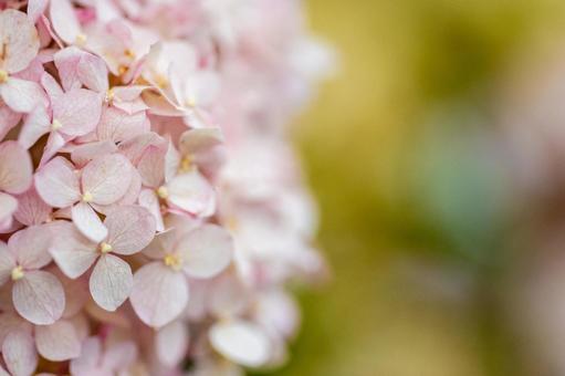 紫陽花2 紫陽花2 紫陽花,植物,花の写真素材