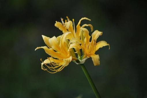 [Flower photo] Scenery of blooming red spider lilies, JPG