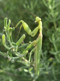 ハラビロカマキリ ハラビロカマキリの写真