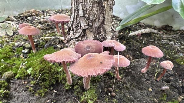 鉢植えの木の下に突然生えたキノコ 鉢植えの木の下に突然生えたキノコ キノコ,小さい,突然の写真素材
